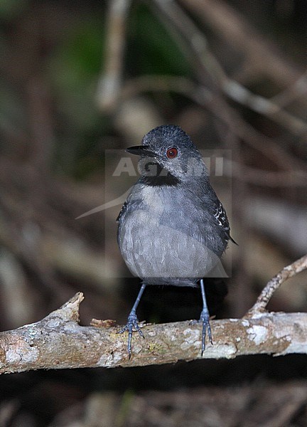Male Slender Antbird (Rhopornis ardesiacus) a Brazilian endemic species of bird of the dry Atlantic Forests. stock-image by Agami/Andy & Gill Swash ,