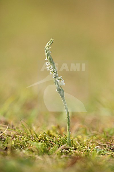 herfstschroeforchis; Autumn Lady's Tresses; stock-image by Agami/Walter Soestbergen,