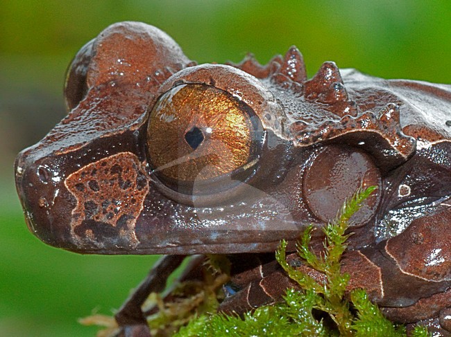 Coronated Treefrog, Anotheca spinosa stock-image by Agami/Alex Vargas,