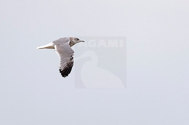 A second year Common Gull (Larus canus heinei) in Dornod, Mongolia stock-image by Agami/Mathias Putze,