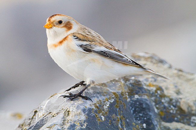 Snow Bunting, Plectrophenax nivalis, in winter plumage sitting on basalt rocks part of small flock wintering at North Sea coast. Adult female of nominate subspecies nivalis perched on rock seen from side in full frame. stock-image by Agami/Menno van Duijn,