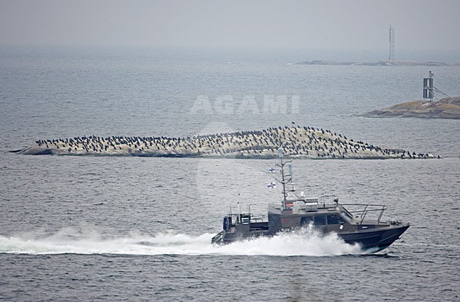 Aalscholverkolonie op rotskust; Colony of Cormorants on rocky shore stock-image by Agami/Markus Varesvuo,