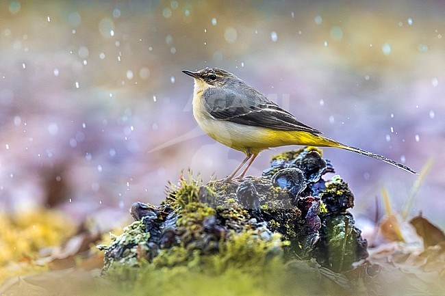 Grey Wagtail (Motacilla cinerea) in Italy. stock-image by Agami/Daniele Occhiato,