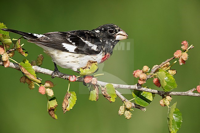 1st spring male Rose-breasted Grosbeak, Pheucticus ludovicianus
Galveston Co., TX
April 2017 stock-image by Agami/Brian E Small,