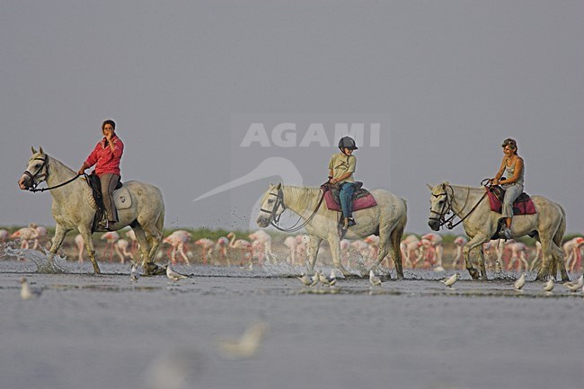 Paardrijders in de Camargue, Horseriders in the Camargue stock-image by Agami/Menno van Duijn,