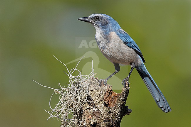Adult
Sarasota Co., FL
February 2006 stock-image by Agami/Brian E Small,