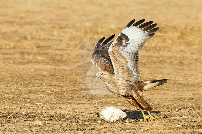 Juvenile Long-legged Buzzard (Buteo rufinus) taking off from the ground in Israel. stock-image by Agami/Yoav Perlman,