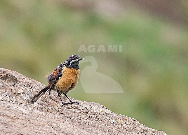 Male Drakensberg rockjumper (Chaetops aurantius) in South Africa. Also known as orange-breasted rockjumper. stock-image by Agami/Pete Morris,