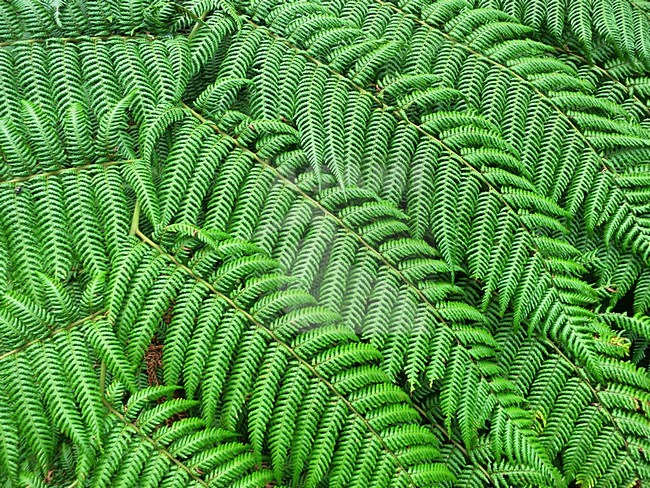 Detail van tropische varens; Detail from tropical ferns (Santa Marta Mountains, Colombia) stock-image by Agami/Marc Guyt,