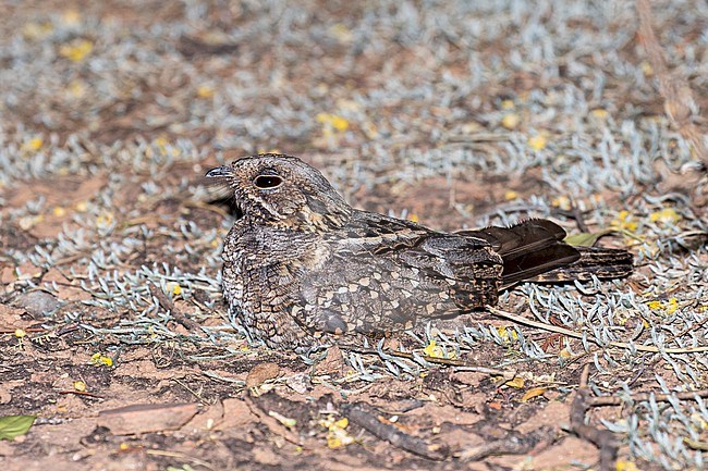 Little Nightjar, Setopagis parvula, in Paraguay. Resting on the ground at night. stock-image by Agami/Pete Morris,