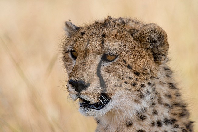 Portrait of a cheetah, Acinonyx jubatus. Masai Mara National Reserve, Kenya, Africa. stock-image by Agami/Sergio Pitamitz,