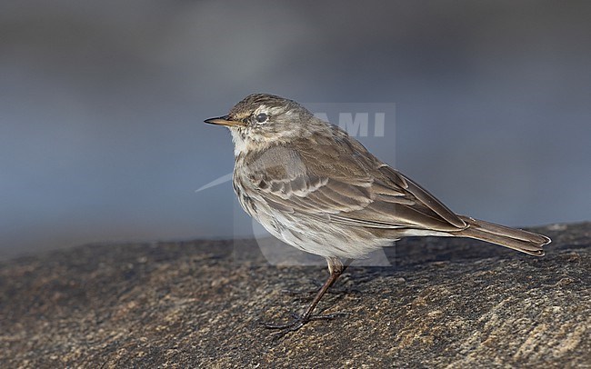 Water Pipit (Anthus spinoletta) standing on rocks in winter time in harbour in Denmark stock-image by Agami/Helge Sorensen,
