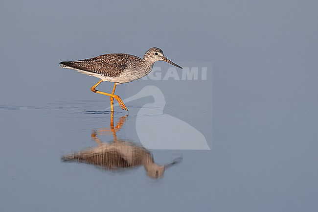 Greater Yellowlegs (Tringa melanoleuca) walking in blue water in Florida USA. stock-image by Agami/Marcel Burkhardt,