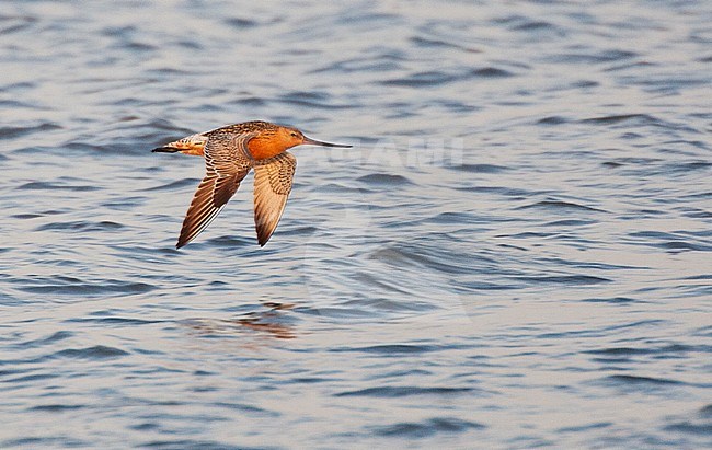 Vliegende Rosse Grutto; Flying Bar-tailed Godwit (Limosa lapponica) stock-image by Agami/Marc Guyt,