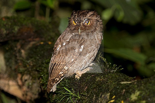 Vermiculated screech owl (Megascops vermiculatus) perched on a mossy branch in rain forest of Costa Rica. Nictitating its membrane. stock-image by Agami/Dani Lopez-Velasco,