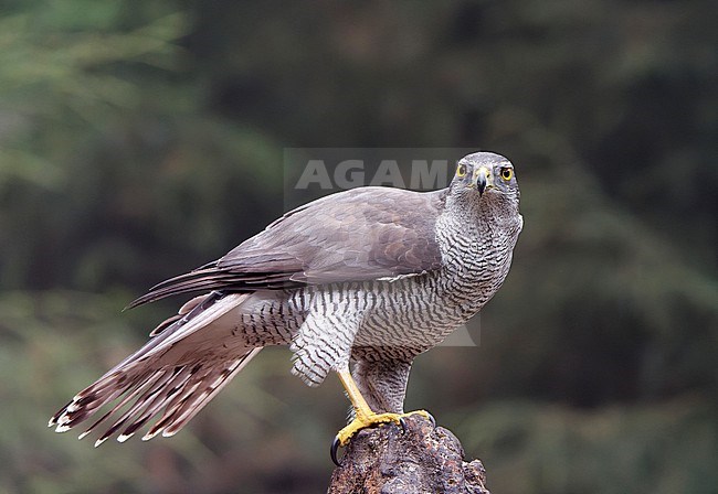 Northern Goshawk (Accipiter gentilis) adult male perched on a prey in the forest stock-image by Agami/Roy de Haas,