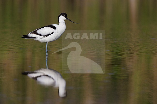 Pied Avocet (Recurvirostra avosetta), side view of an adult standing in the water, Campania, Italy stock-image by Agami/Saverio Gatto,