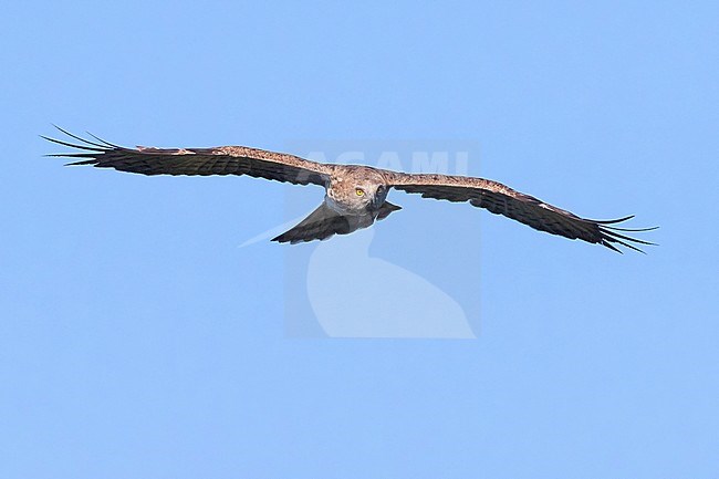 Short-toed Eagle (Circaetus gallicus), front view of an adult in flight, Campania, Italy stock-image by Agami/Saverio Gatto,
