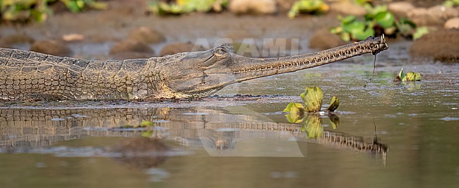 Gharial; Gavialis gangeticus stock-image by Agami/Hans Germeraad,
