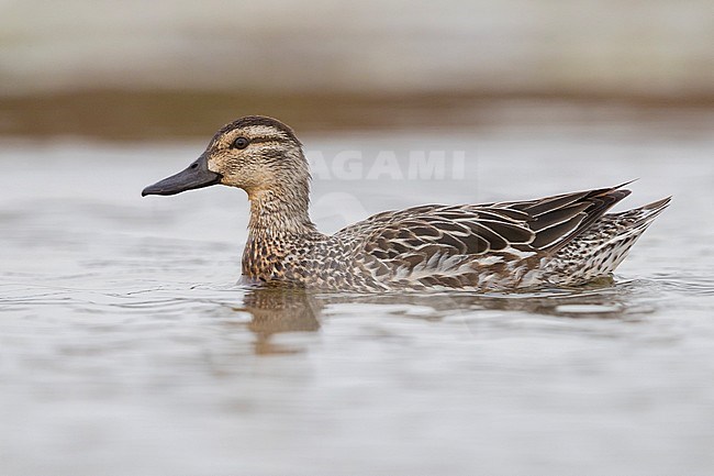 Garganey (Anas querquedula), adult female swimming in a swamp stock-image by Agami/Saverio Gatto,