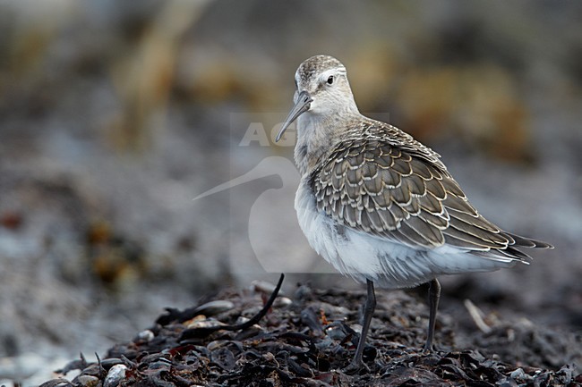 Krombekstrandloper; Curlew Sandpiper stock-image by Agami/Markus Varesvuo,
