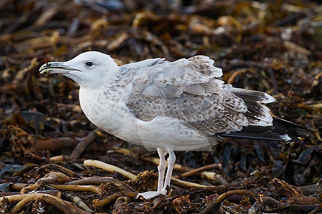 Immature Capian Gull, calling on beach on island of Helgoland, second calendar year / winter stock-image by Agami/Menno van Duijn,