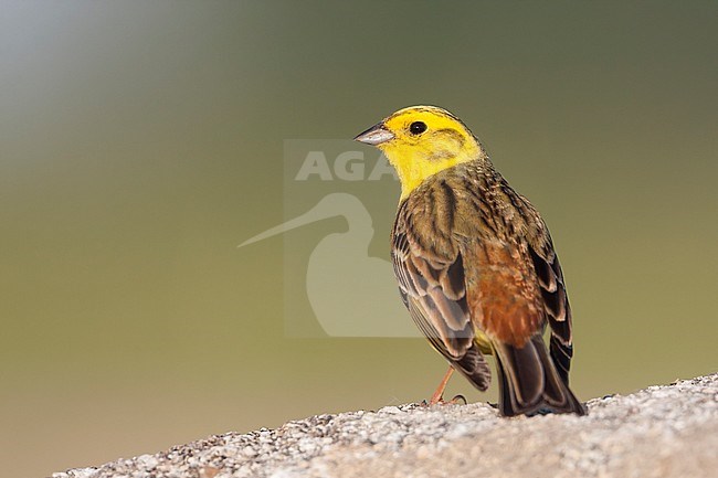 Yellowhammer - Goldammer - Emberiza citrinella ssp. citrinella, Germany, adult male stock-image by Agami/Ralph Martin,
