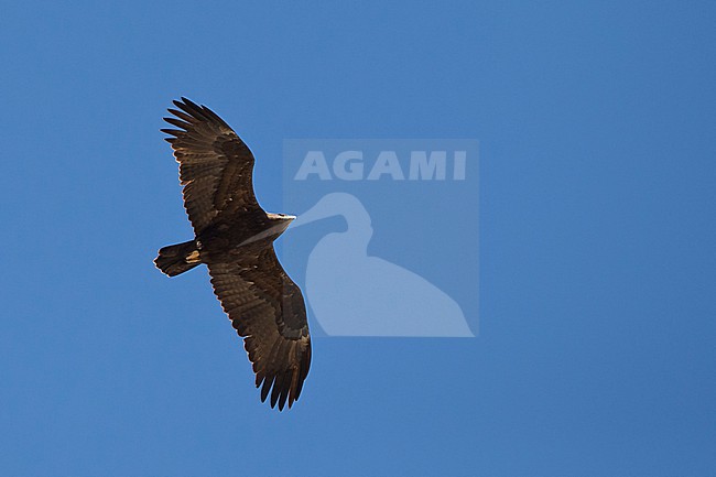 adult steppe eagle (Aquila nipalensis) in the blue sky above Sanetti Plateau at Bale Mountains in Ethiopia stock-image by Agami/Mathias Putze,