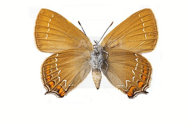 Ilex Hairstreak, Bruine eikenpage, Satyrium ilicis stock-image by Agami/Wil Leurs,