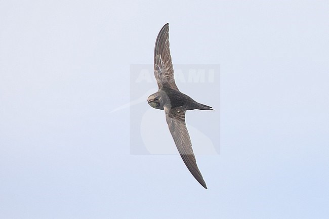 Adult Common Swift, (Apus apus), apus subspecies, flying against a blue and white sky as background, in Brittany, France. stock-image by Agami/Sylvain Reyt,