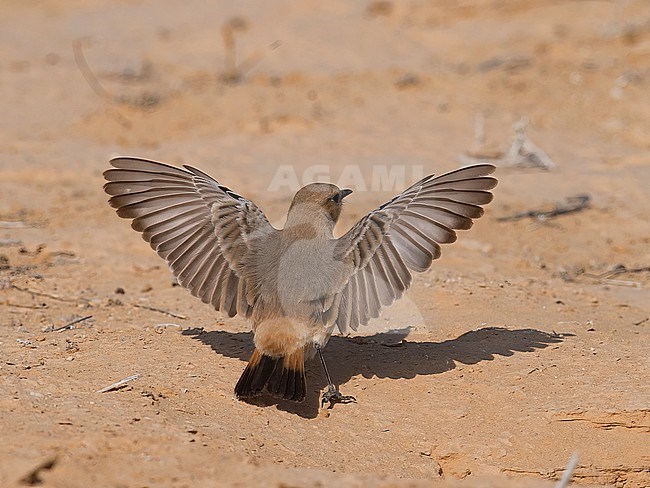 Back view of a young female Red-rumped Wheatear (Oenanthe moesta) landing on the ground withe upraised wings. Israel, Asia stock-image by Agami/Markku Rantala,