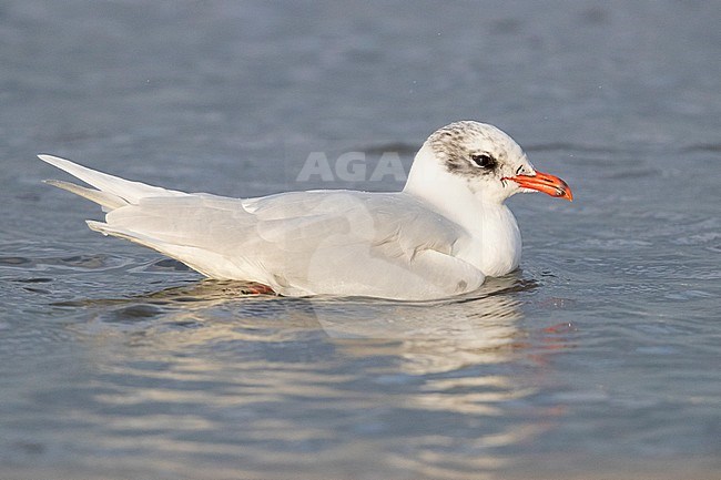 Mediterranean Gull (Ichthyaetus melanocephalus), side view of an adult in winter plumage swimming in a river, Campania, Italy stock-image by Agami/Saverio Gatto,