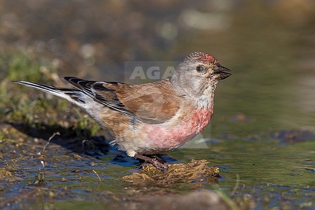 Linnet; Carduelis cannabina bella stock-image by Agami/Daniele Occhiato,