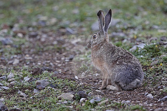 Woolly hare (Lepus oiostolus) on Tibetan plateau, China. stock-image by Agami/James Eaton,