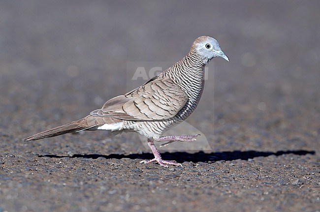 Zebra Dove, Geopelia striata, at Papeete - French Polynesia. Also known as the barred ground dove, or barred dove, stock-image by Agami/Aurélien Audevard,