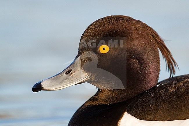 Tufted Duck - Reiherente - Aythya fuligula, Germany, adult male stock-image by Agami/Ralph Martin,