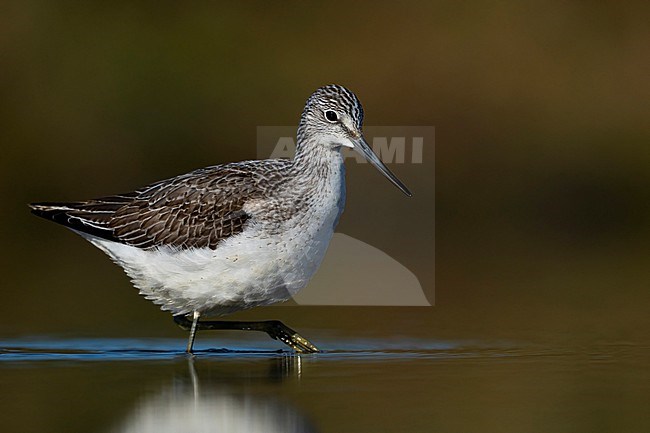 Groenpootruiter; Greenshank; Tringa nebularia stock-image by Agami/Han Bouwmeester,