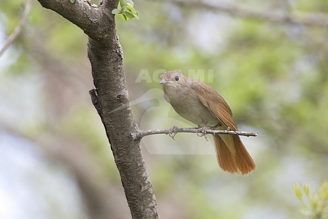 Common Nightingale perched on branch; Nachtegaal zittend op tak stock-image by Agami/Daniele Occhiato,