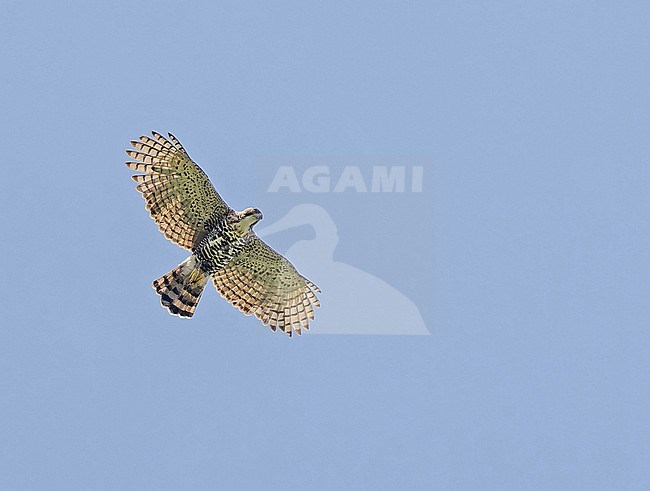 Ornate Hawk-Eagle, Spizaetus ornatus, in Panama. stock-image by Agami/Pete Morris,