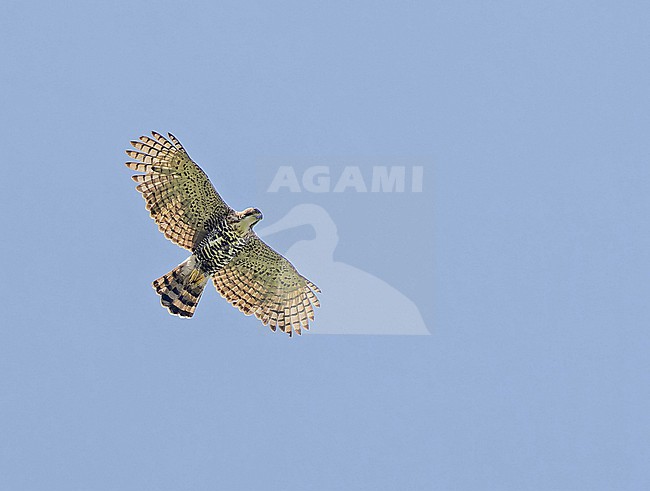 Ornate Hawk-Eagle, Spizaetus ornatus, in Panama. stock-image by Agami/Pete Morris,