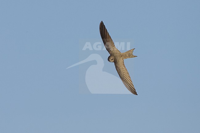 Pallid Swift flying; Vale Gierzwaluw vliegend stock-image by Agami/Daniele Occhiato,