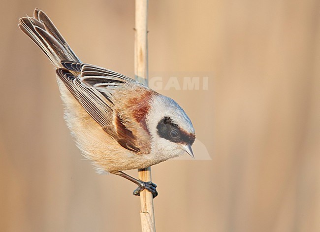 Adult male Penduline Tit (Remiz pendulinus) in reed bed in Latvia. stock-image by Agami/Markus Varesvuo,