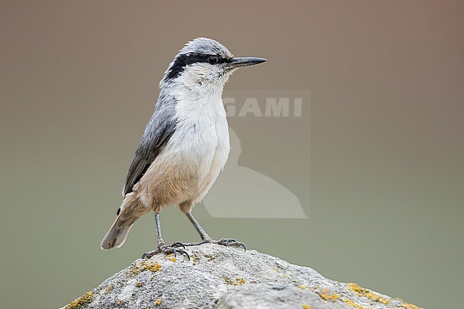 Eastern Rock Nuthatch - Klippenkleiber - Sitta tephronota ssp. tephronota, Kyrgyzstan, adult stock-image by Agami/Ralph Martin,