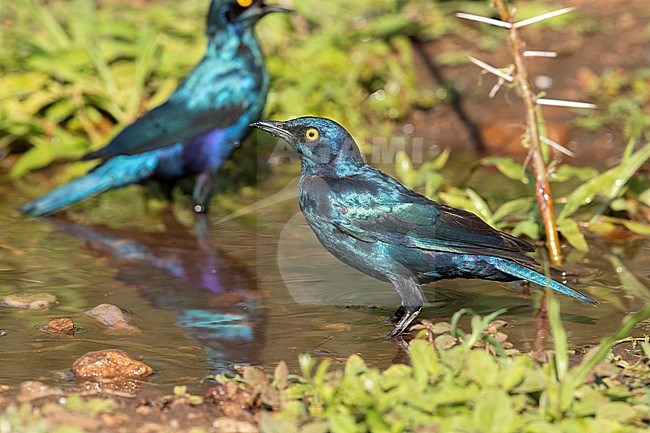 Cape Starling (Lamprotornis nitens), side view of an adult standing in a pool, Mpumalanga, South Africa stock-image by Agami/Saverio Gatto,