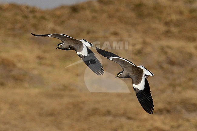 Endemic Spot-breasted Plover (Vanellus melanocephalus) in Ethiopia.  An endemic wader to the Ethiopian highlands. stock-image by Agami/Laurens Steijn,