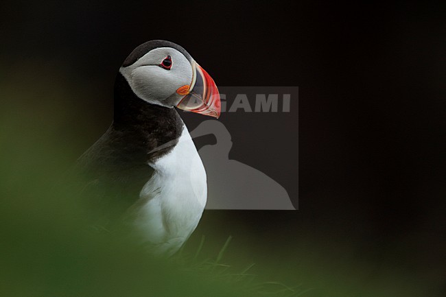 Portret Papegaaiduiker, Close-up Atlantic Puffin stock-image by Agami/Danny Green,