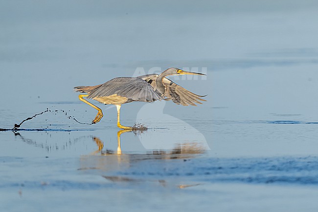 Tricolored Heron (Egretta tricolor) in swamp in Florida USA. stock-image by Agami/Marcel Burkhardt,