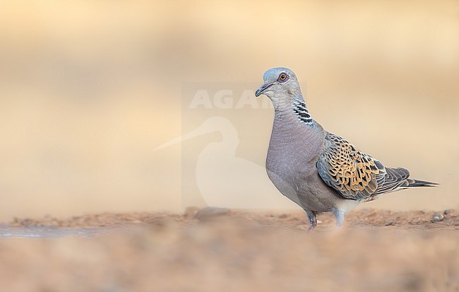A European Turtle Dove walks in towards a small water puddle, perhaps pausing on its migratory journey south to northern sub-Saharan Africa to winter. stock-image by Agami/Onno Wildschut,