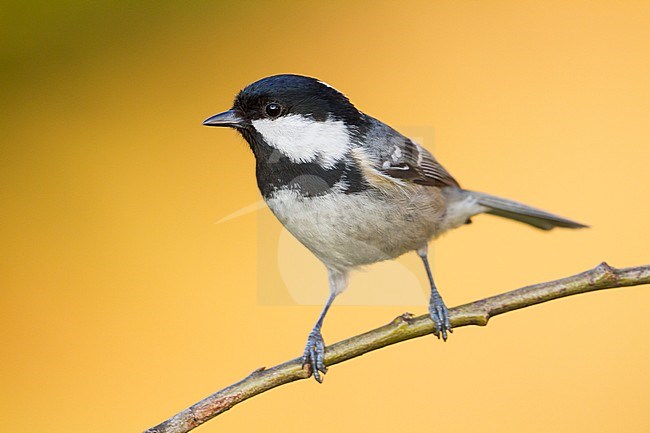 Coal Tit - Tannenmeise - Parus ater ssp. ater, Germany, 2nd cy stock-image by Agami/Ralph Martin,