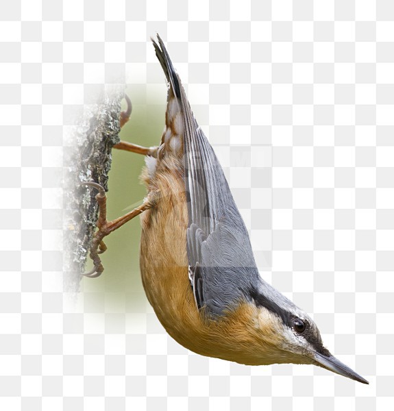  stock-image by Agami/Alain Ghignone,